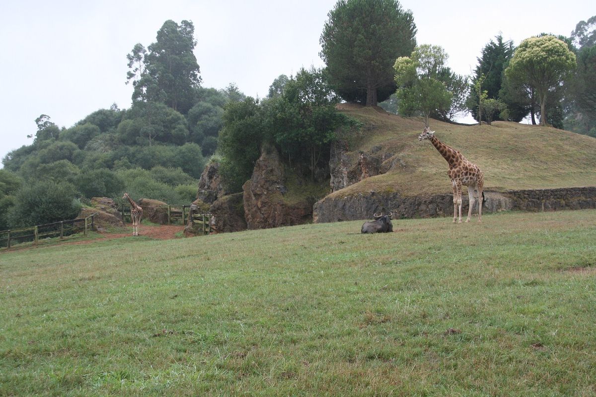 Jirafas en la sabana de Cabárceno, frente al restaurante Los Osos