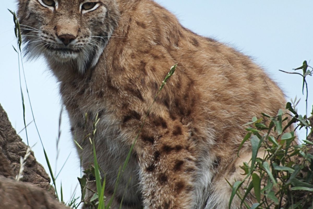 Lince en el Parque de la Naturaleza de Cabárceno